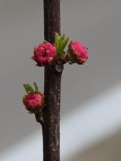 В Одесі цвіте сакура. ФОТО