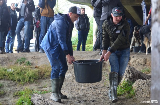 Щука, короп і судак: у луцький Стир випустили тисячі рибин. ФОТО