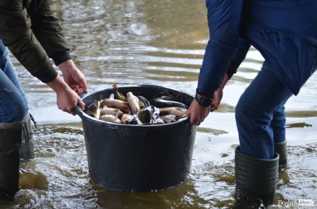 Щука, короп і судак: у луцький Стир випустили тисячі рибин. ФОТО