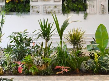 Бананове дерево, екзотичні пальми, фікуси, маракуї: у волинській школі учні створили зимовий сад. ФОТО