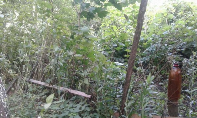 Муніципали зносять паркани та обмежувачі руху у Луцьку. ФОТО