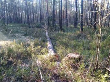 На Волині на «гарячому» затримали двох лісопорушників