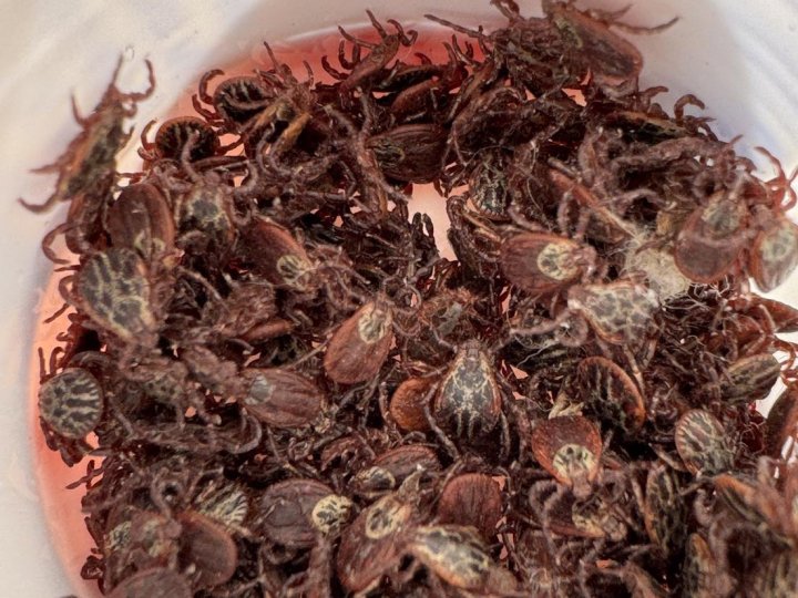 На Волині почастішали випадки укусів кліщів