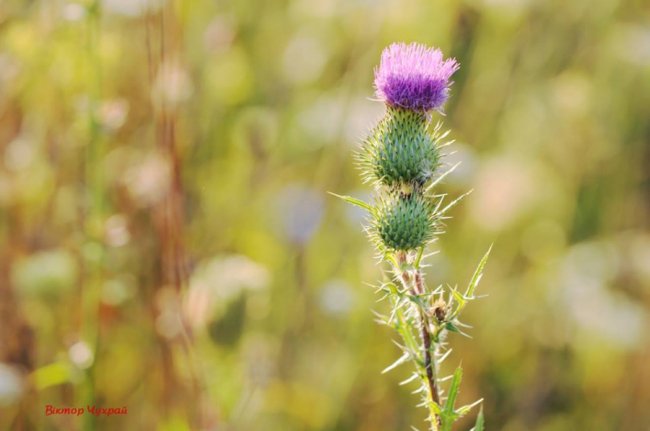 Соковите літо на світлинах луцького фотографа