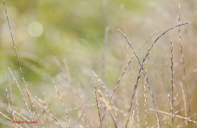 Соковите літо на світлинах луцького фотографа