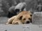 Скандальна Дана Новарчук відловлюватиме собак у Ківерцях без їх подальшого повернення