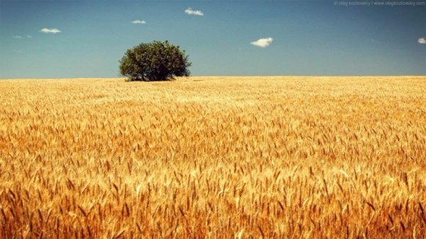 В Україні жнива: чому хліб наших бабусь – найсмачніший. ФОТО