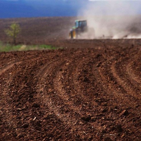 В Україні жнива: чому хліб наших бабусь – найсмачніший. ФОТО