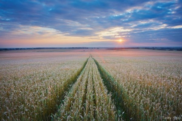 В Україні жнива: чому хліб наших бабусь – найсмачніший. ФОТО
