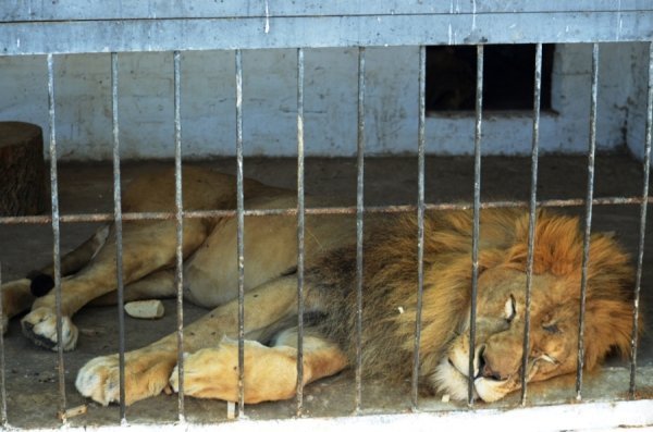 Фотопогляд: звірі луцького зоопарку