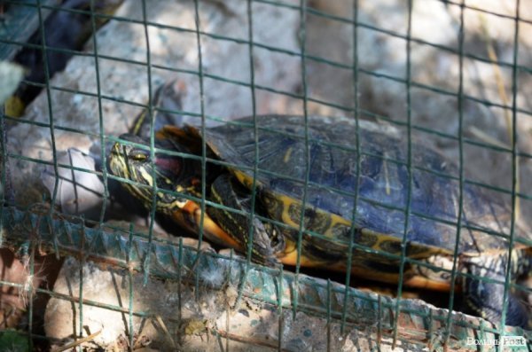 Фотопогляд: звірі луцького зоопарку