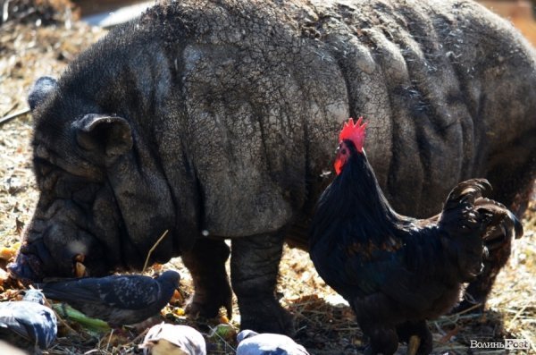 Фотопогляд: звірі луцького зоопарку