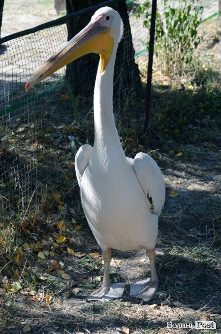 Фотопогляд: звірі луцького зоопарку