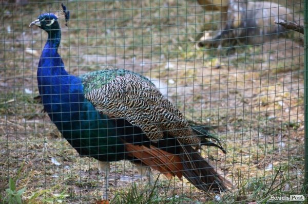 Фотопогляд: звірі луцького зоопарку