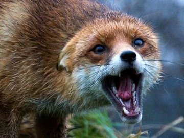 У волинському селі через сказ запровадили карантин