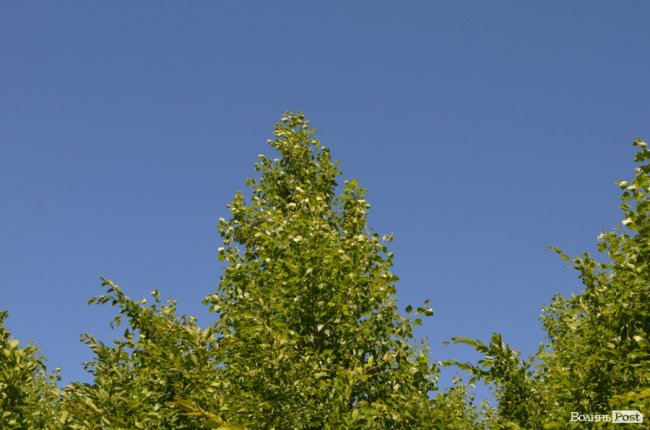 Коркове дерево та величні дуби: як на Волині приживаються «незвичні» дерева