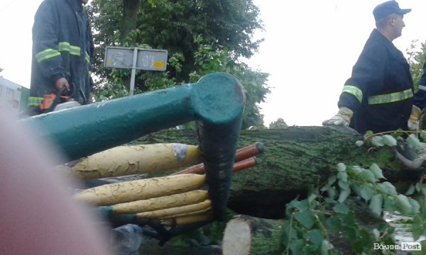 На Львівській стихія звалила дерево на дорогу. ФОТО. ВІДЕО