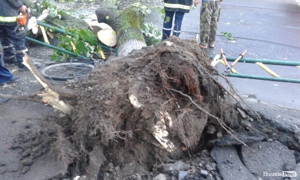 На Львівській стихія звалила дерево на дорогу. ФОТО. ВІДЕО