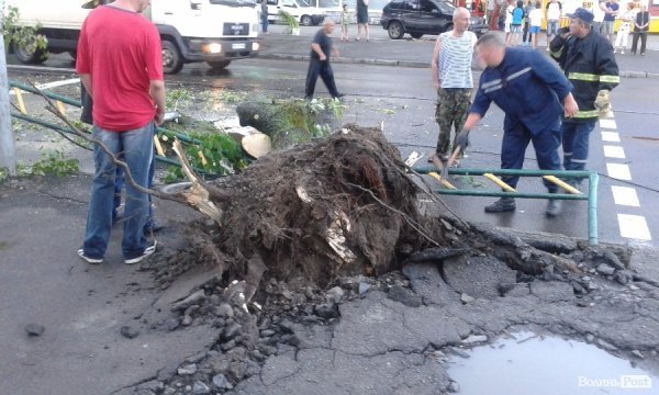 На Львівській стихія звалила дерево на дорогу. ФОТО. ВІДЕО
