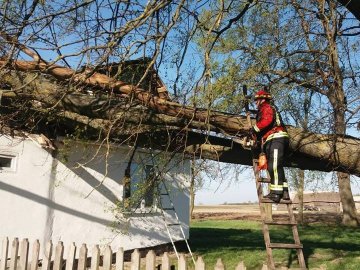 У Світязі дерево пробило стіну новобудови