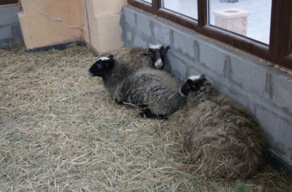 Біля кафедрального собору Святої Трійці - живий різдвяний вертеп. ФОТО