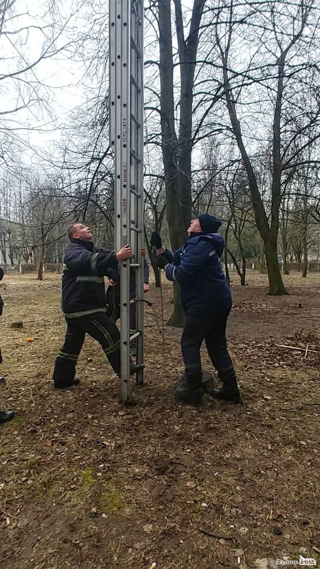 У Луцьку відчайдушні рятувальники зняли кота з височезного дерева. ФОТО, ВІДЕО