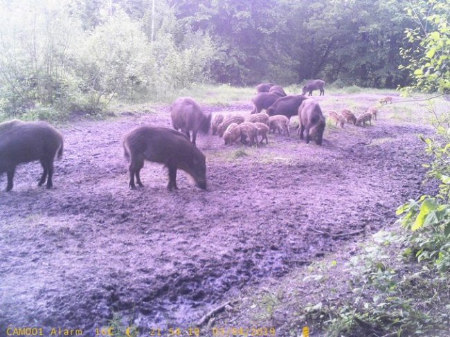 У лісі на Волині «впіймали» диких кабанів 