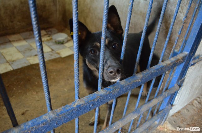 Показали умови, у яких живуть тварини в луцькій «Ласці». ФОТО