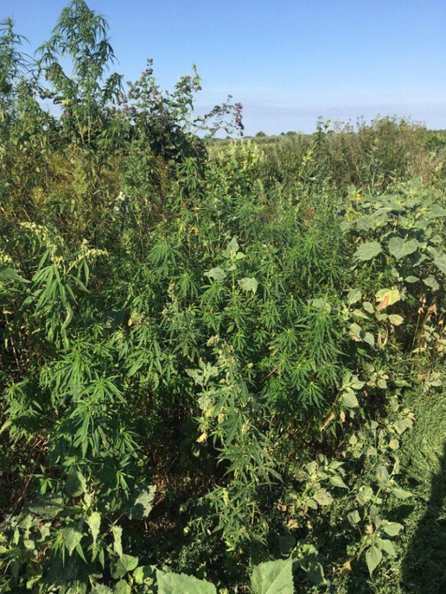 У Луцьку біля дороги виявили насадження конопель. ФОТО