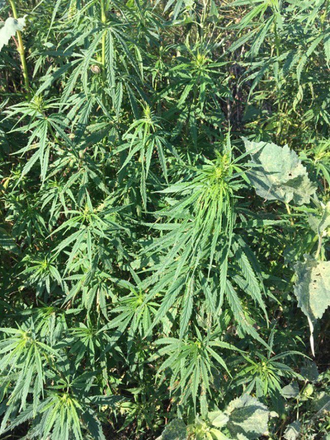 У Луцьку біля дороги виявили насадження конопель. ФОТО