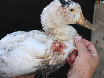 На Волині «чупакабра» вбила два десятки качок. ФОТО. ВІДЕО
