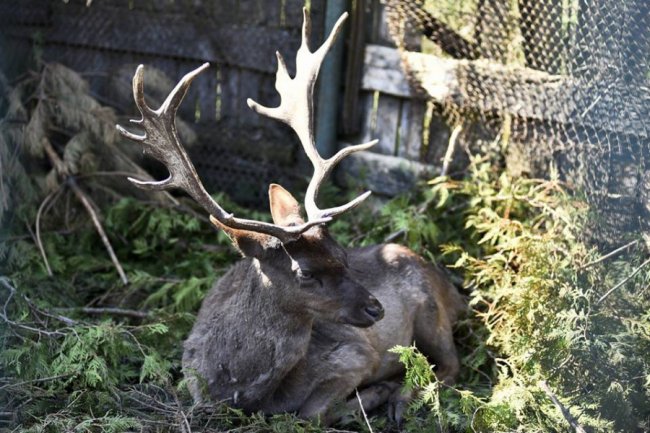 Весна у луцькому зоопарку: пухнасті мешканці охоче позували на камеру