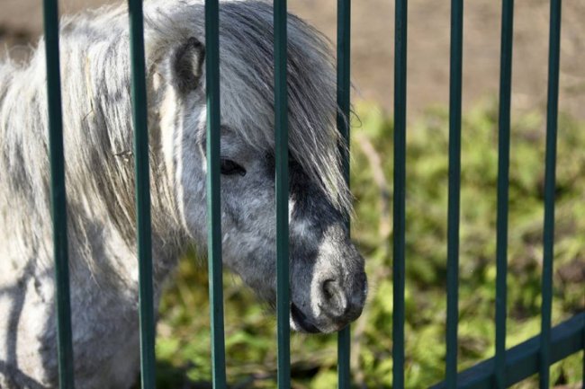 Весна у луцькому зоопарку: пухнасті мешканці охоче позували на камеру