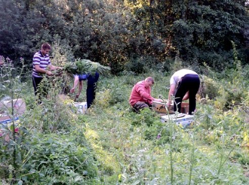 На Волині боролись із незаконними посівами маку та коноплі. ФОТО