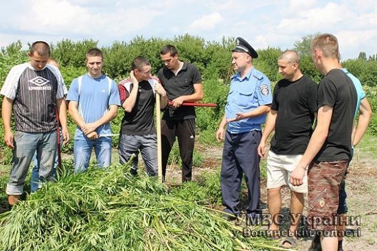 На Волині боролись із незаконними посівами маку та коноплі. ФОТО
