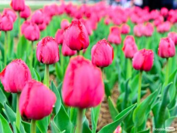 Тюльпанове поле на Волині показали з висоти. ВІДЕО