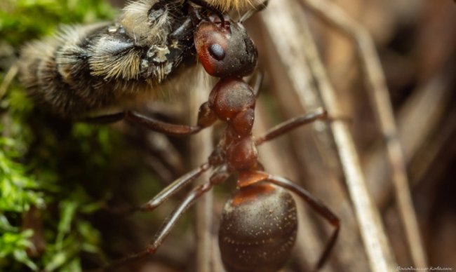 Волинський фотограф опублікував неймовірні макросвітлини комах та рослин