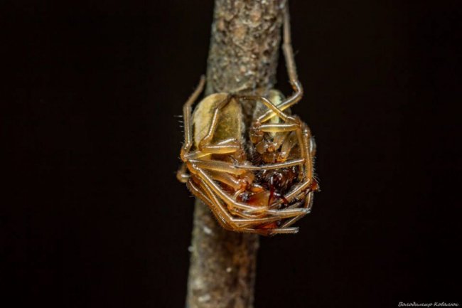 Волинський фотограф опублікував неймовірні макросвітлини комах та рослин