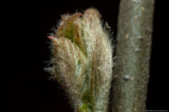 Волинський фотограф опублікував неймовірні макросвітлини комах та рослин