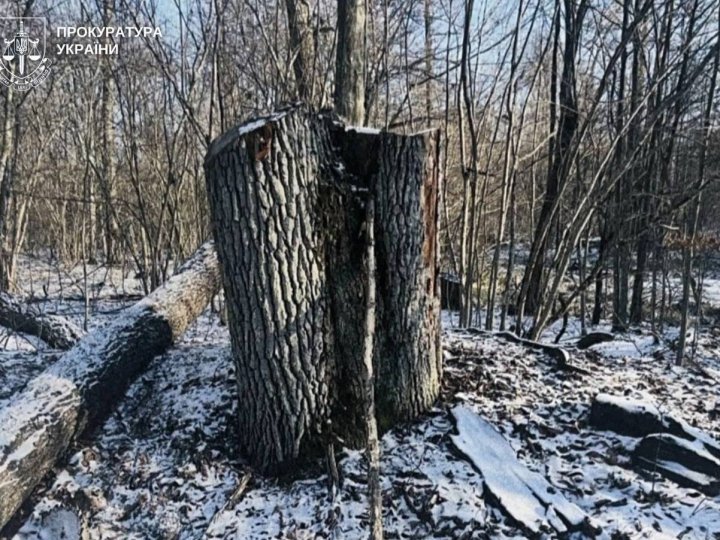 У справі незаконної рубки на мільйони у нацпарку на Волині з’явився підозрюваний