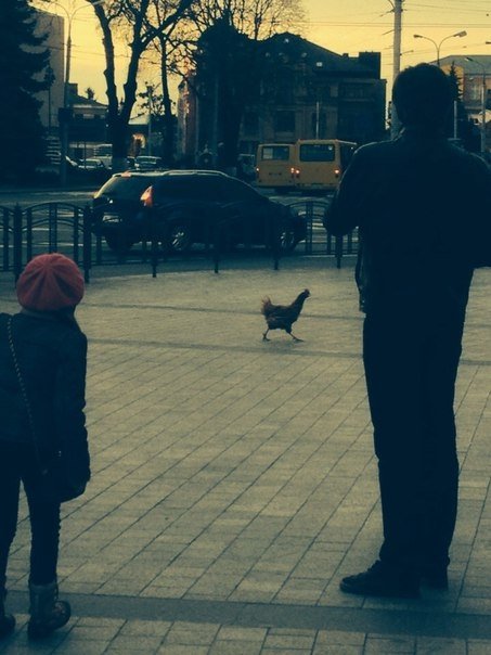 У центрі Луцька ловили курку. ФОТО. ВІДЕО