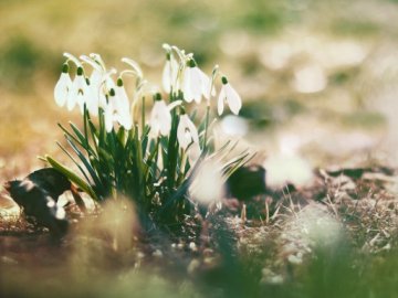 Синоптики обіцяють до 17 градусів тепла на вихідних