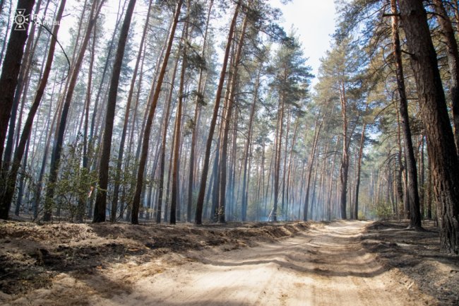 Волинські піротехніки розміновують палаючі ліси Харківщини. ФОТО, ВІДЕО