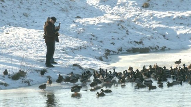  «Від цього кайфуєш»: як у Луцьку загартовуються у холодній воді. ВІДЕО