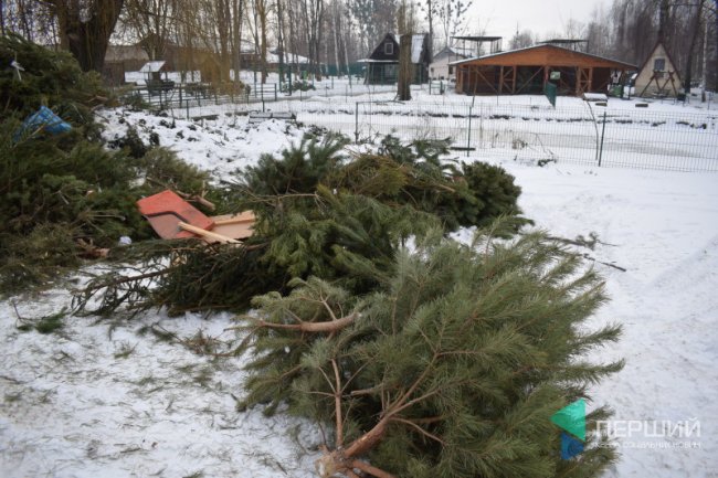 Куди в Луцьку можна здати ялинку, щоб вона принесла користь