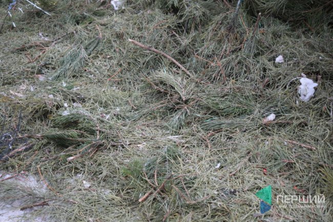 Куди в Луцьку можна здати ялинку, щоб вона принесла користь