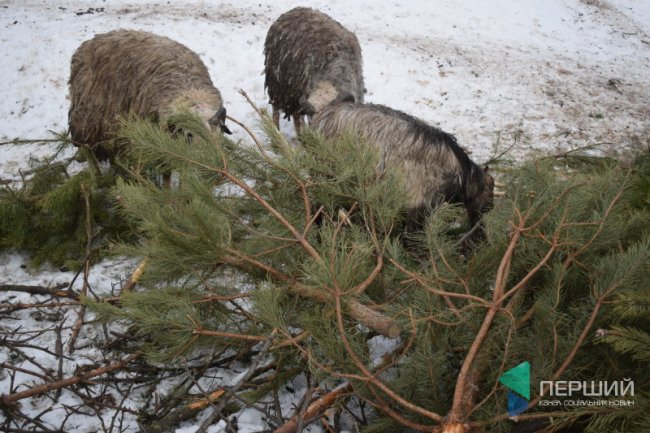 Куди в Луцьку можна здати ялинку, щоб вона принесла користь