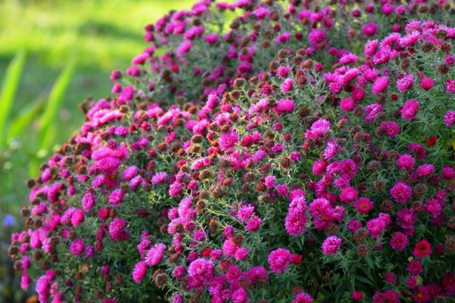 Опублікували неймовірні фото осінніх квітів у луцькому звіринці