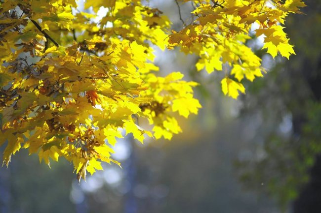 Опублікували неймовірні фото осінніх квітів у луцькому звіринці