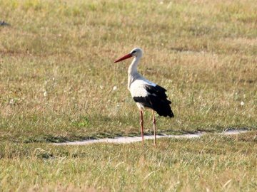 Лелеки позували у полі для волинського фотографа
